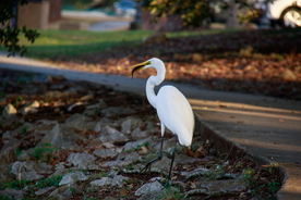 白鹭空山鸟语图片