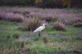 白鹭空山鸟语图片