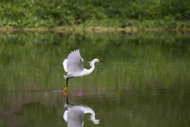 白鹭空山鸟语图片