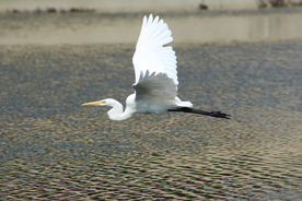 白鹭空山鸟语图片
