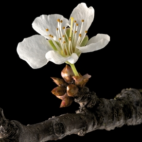 花