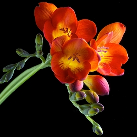 花