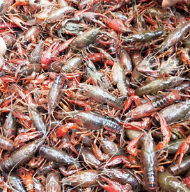 小龙虾