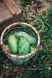 芒果  青皮芒果 金煌芒