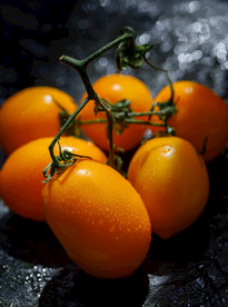 黄色番茄 黄色圣女果