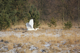 白鹭空山鸟语图片