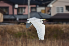 白鹭空山鸟语图片