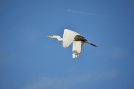 白鹭空山鸟语图片