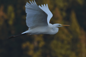 白鹭空山鸟语图片