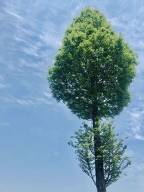 蓝蓝的天空和绿树