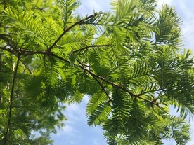 向阳开放的树枝