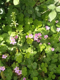 三叶草中的粉色小花