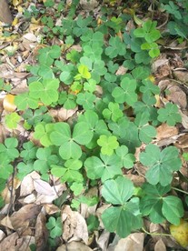 杂乱枯枝中的三叶草