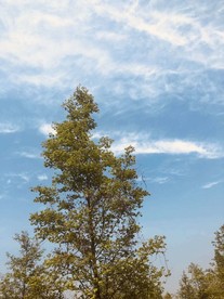 泛黄凋零的树枝