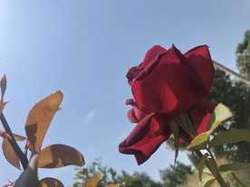 凋零的红色玫瑰花