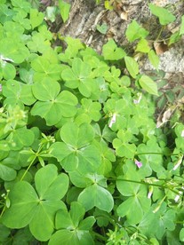 大树下生存的草