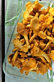 鸡油菌蘑菇菌类图片