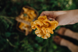 鸡油菌蘑菇菌类图片