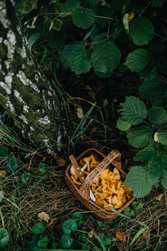 鸡油菌蘑菇菌类图片