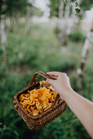 鸡油菌蘑菇菌类图片