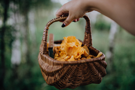 鸡油菌蘑菇菌类图片