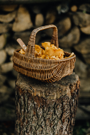 鸡油菌蘑菇菌类图片