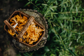 鸡油菌蘑菇菌类图片