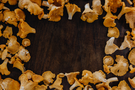 鸡油菌蘑菇菌类图片