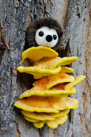 鸡油菌蘑菇菌类图片