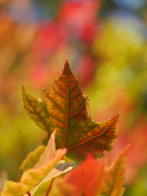 枫叶红叶枫林深秋图片