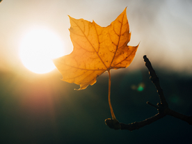 枫叶红叶枫林深秋图片