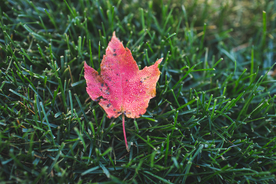 枫叶红叶枫林深秋图片