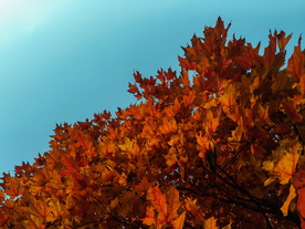 枫叶红叶枫林深秋图片