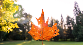 枫叶红叶枫林深秋图片