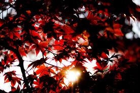 枫叶红叶枫林深秋图片