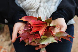 枫叶红叶枫林深秋图片