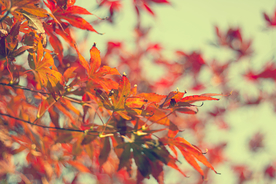 枫叶红叶枫林深秋图片