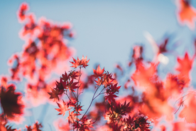 枫叶红叶枫林深秋图片