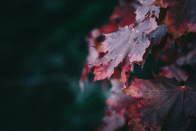 枫叶红叶枫林深秋图片