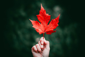 枫叶红叶枫林深秋图片