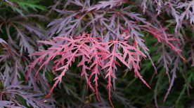 枫叶红叶枫林深秋图片