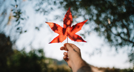 枫叶红叶枫林深秋图片