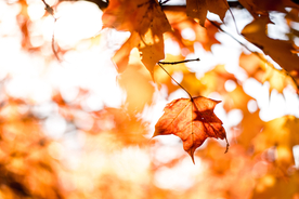 枫叶红叶枫林深秋图片