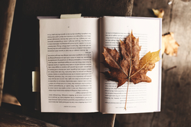 枫叶红叶枫林深秋图片