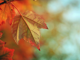 枫叶红叶枫林深秋图片