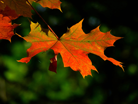 枫叶红叶枫林深秋图片