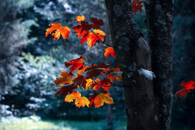 枫叶红叶枫林深秋图片