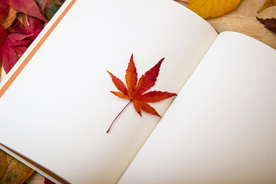 枫叶红叶枫林深秋图片