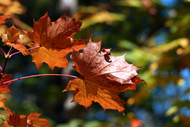 枫叶红叶枫林深秋图片