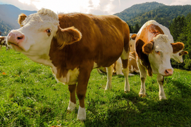 奶牛肉牛牲畜养殖图片